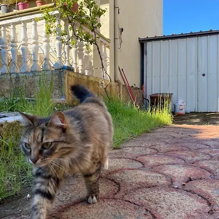 Gather * Shkodra