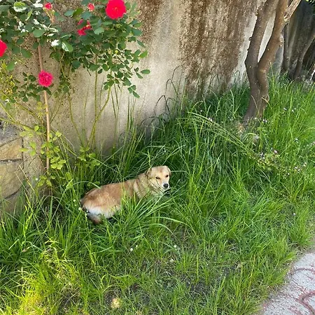 ゲストハウス Gather