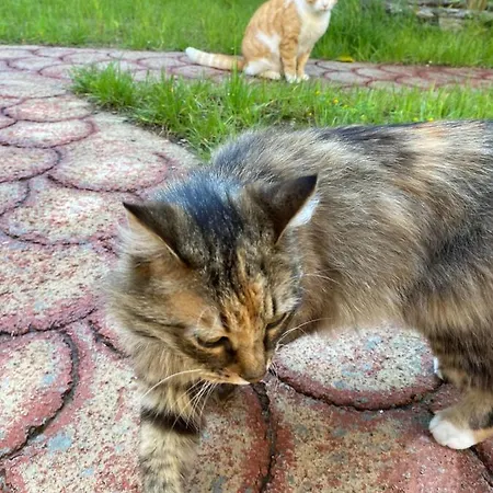 ゲストハウス Gather Shkodër