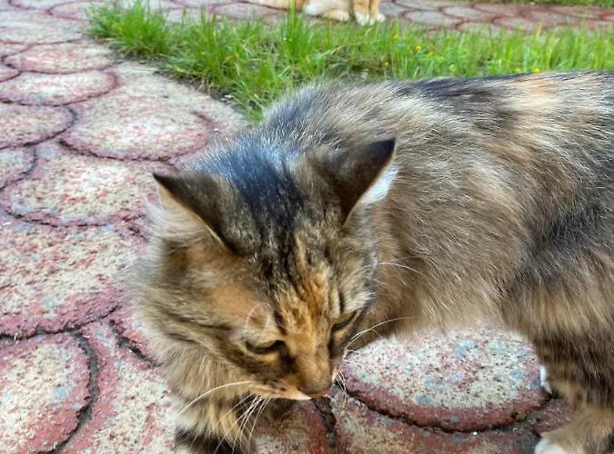 招待所 Gather Shkodër